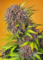 Sweet Seeds® Diablo Rojo XL Auto