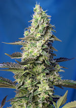 Sweet Seeds® Green Poison XL Auto