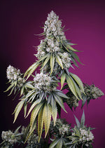 Sweet Seeds® Jealousy Z XL Auto