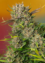 Sweet Seeds® Papaya Zoap Auto