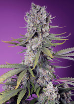 Sweet Seeds® Papaya Zoap F1 Fast Version
