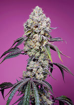 Sweet Seeds® Sweet Mandarine Zkittlez F1 Fast Version