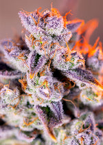 Sweet Seeds® Tropicanna Poison XL Auto