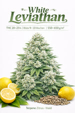 White Leviathan