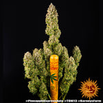 Pineapple Express Auto von Barney´s Farm