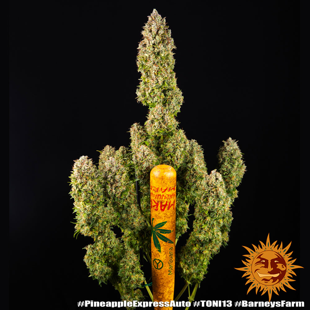 Pineapple Express Auto von Barney´s  Farm