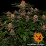 Purple Punch Auto von Barney´s Farm