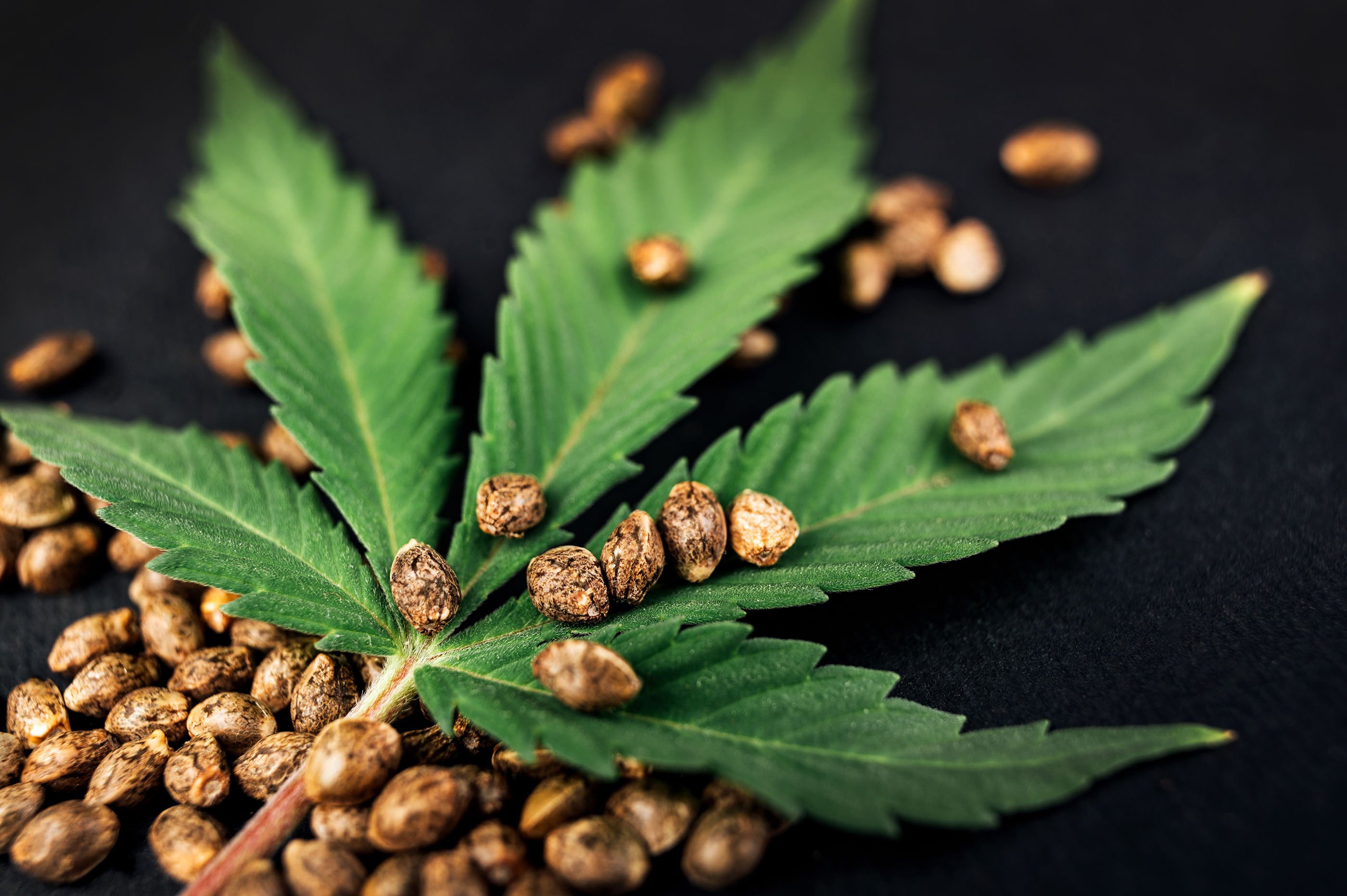 Überblick Feminisierte, Automathische, Reguläre Samen – Green Growery