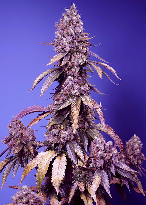 Sweet Seeds® Black Muffin F1 Fast Version