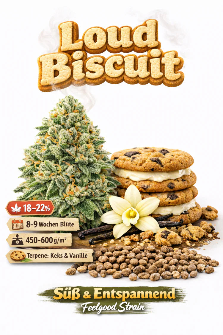Loud Biscuit