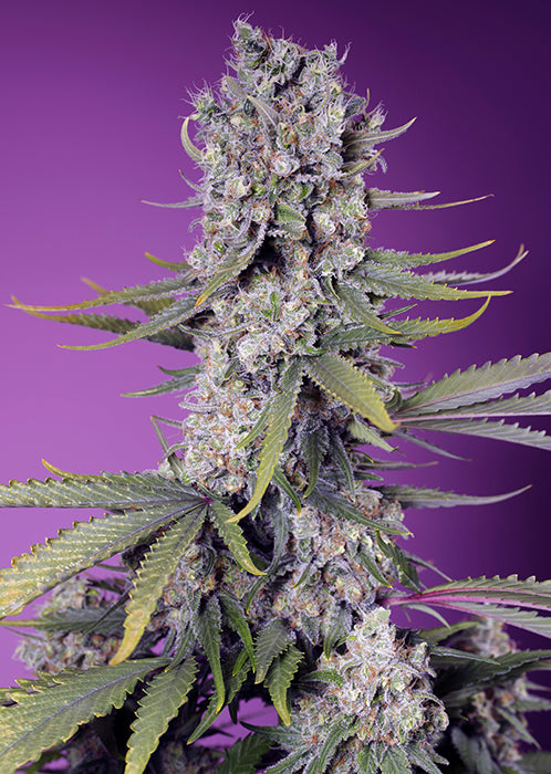 Sweet Seeds® Papaya Zoap F1 Fast Version